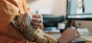 Blog post - New rules for pets in New Zealand rental properties