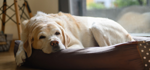 Blog post - Pet Bonds in New Zealand