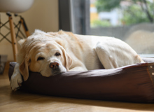 Blog post - Pet Bonds in New Zealand